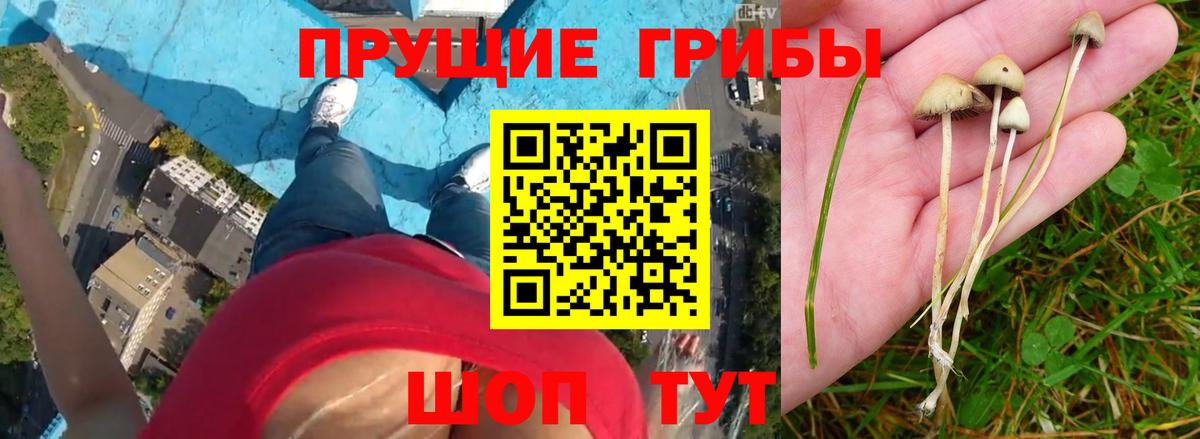 Псилоцибиновые грибы прущие грибы  Галлюциногенные грибы ЛСД  Вход с VPN  Советск 